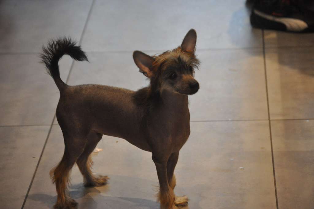 Tonka Du Pré des Trolls