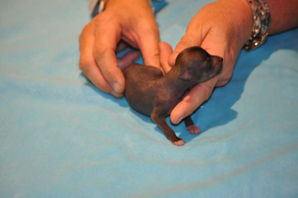 Tilda Du Pré des Trolls