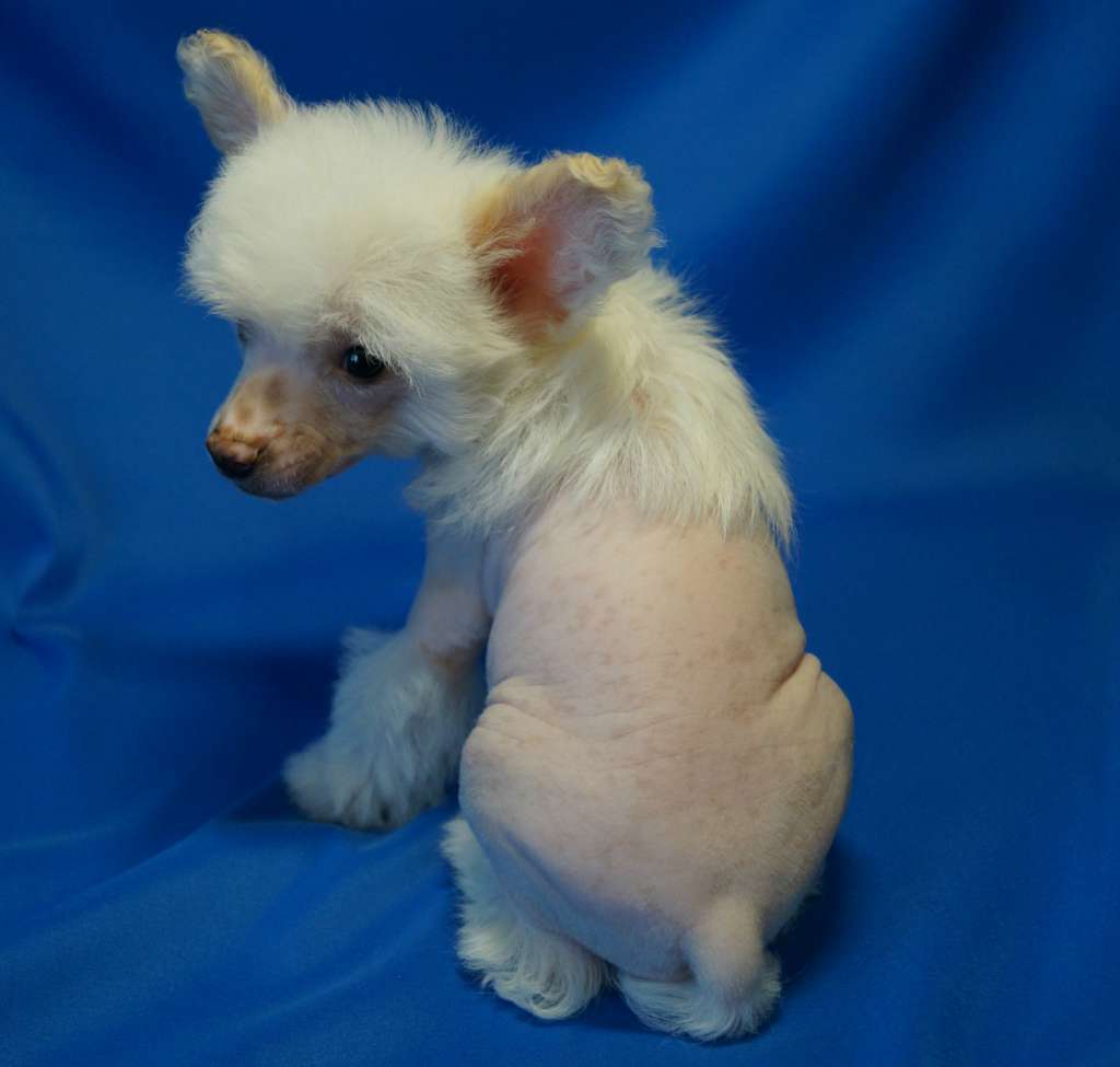 Imperatorskiy Kapriz Grad Golden Dream