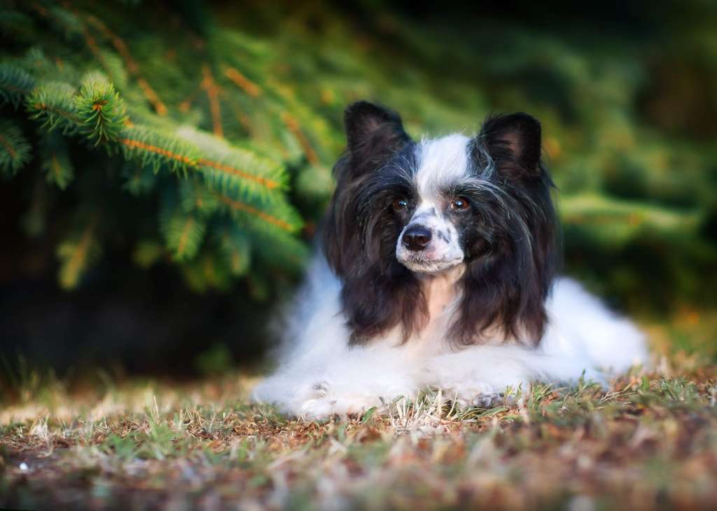 Imperatorskiy Kapriz Graciya Velichestva