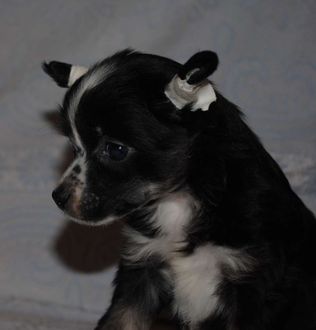 Kiss Princess  Dom Risorto