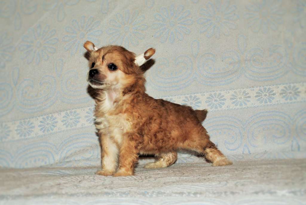 Kelvin Jack Pot Dom Risorto