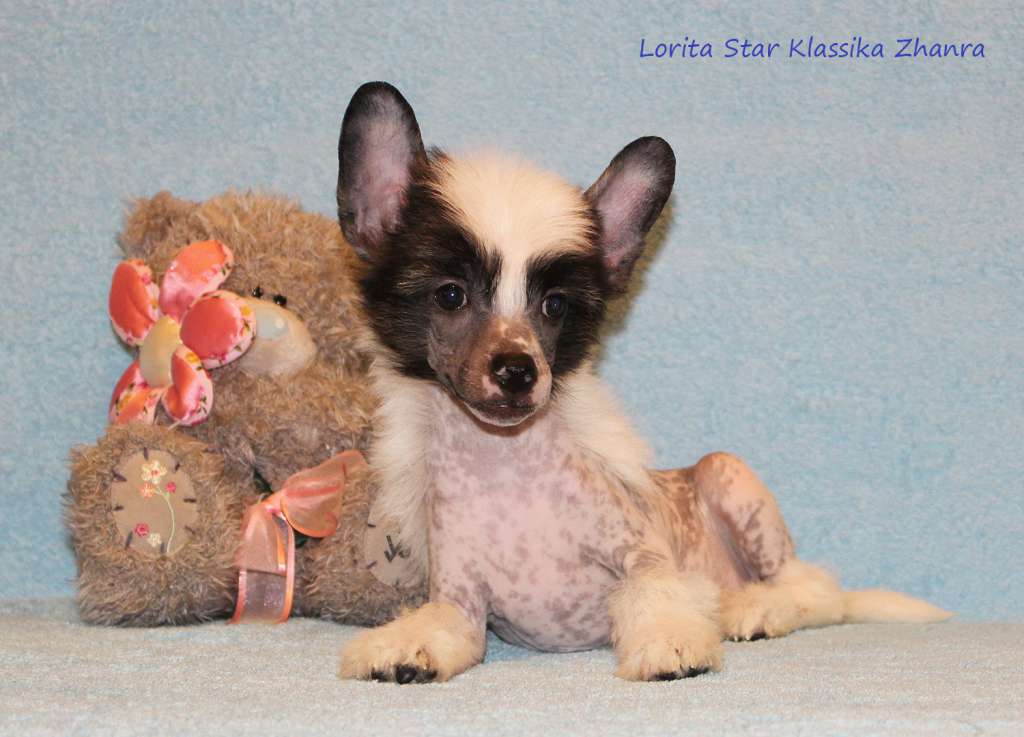 Lorita Star Klassika Zhanra