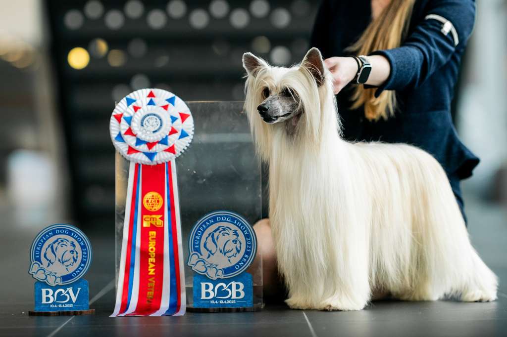 Mauritius Akwen Jemalle