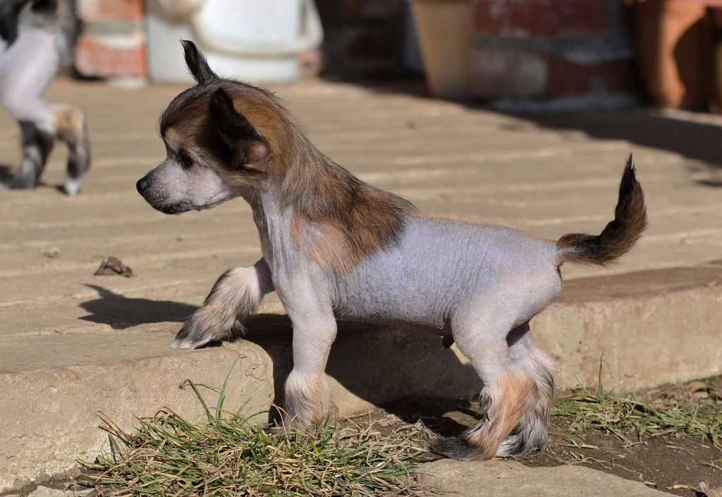 Matrix Akwen Jemalle