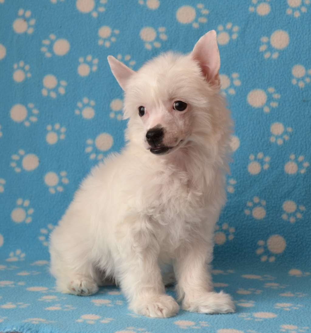 Gaveline Toutou Velu