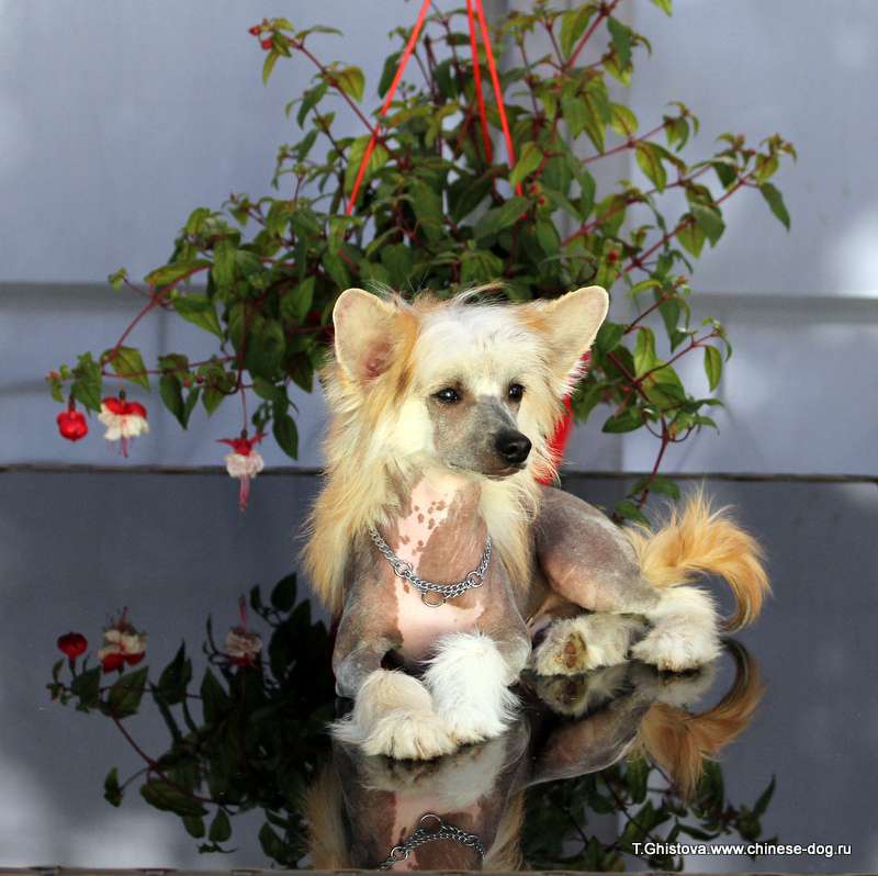 Show Galaktika Driver