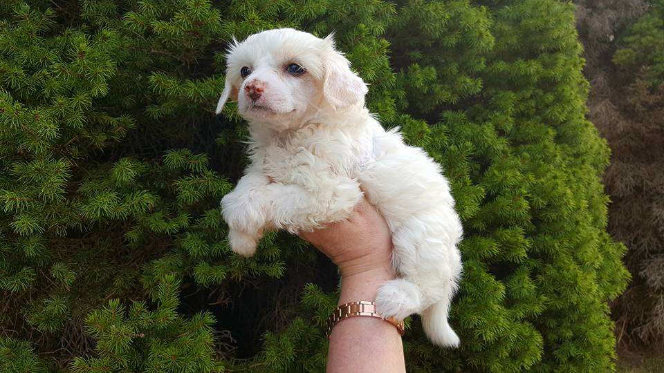 Tournais Lets Rock N Roll