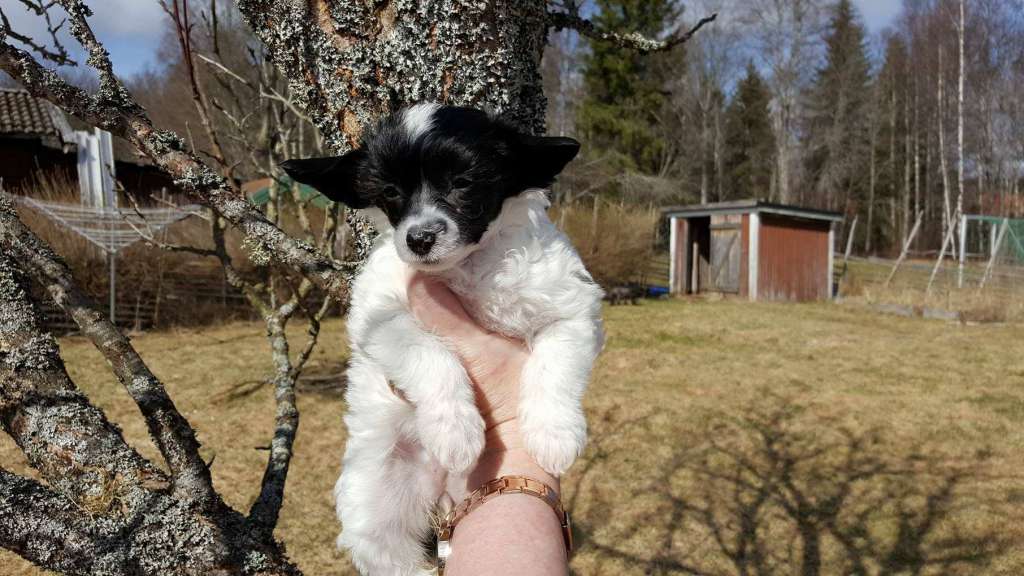 Tournais Sister With Another Mister