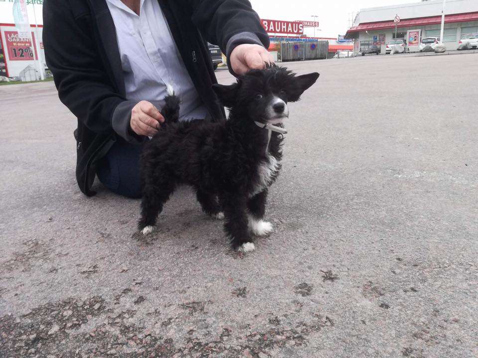 Tournais Sassy Piece Of Lassie