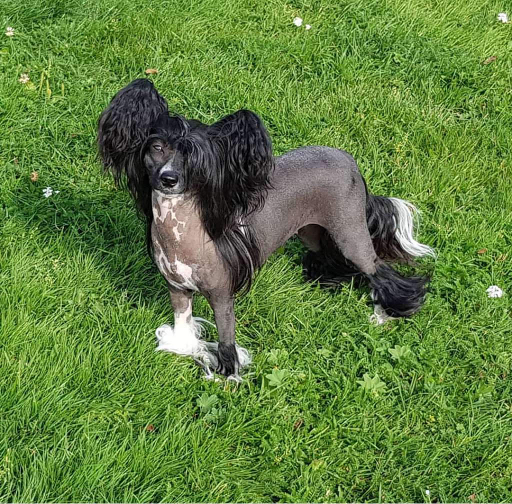 Tournais Nadja No Knickers