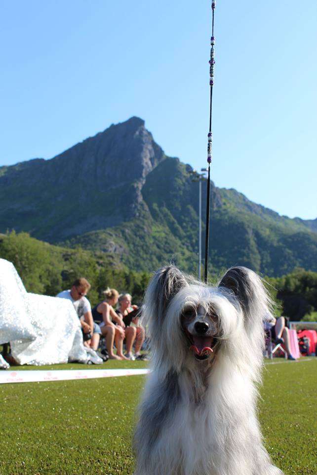 Crested Vixen's Nightwish