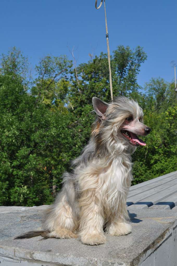 Imperatrica Elizabet