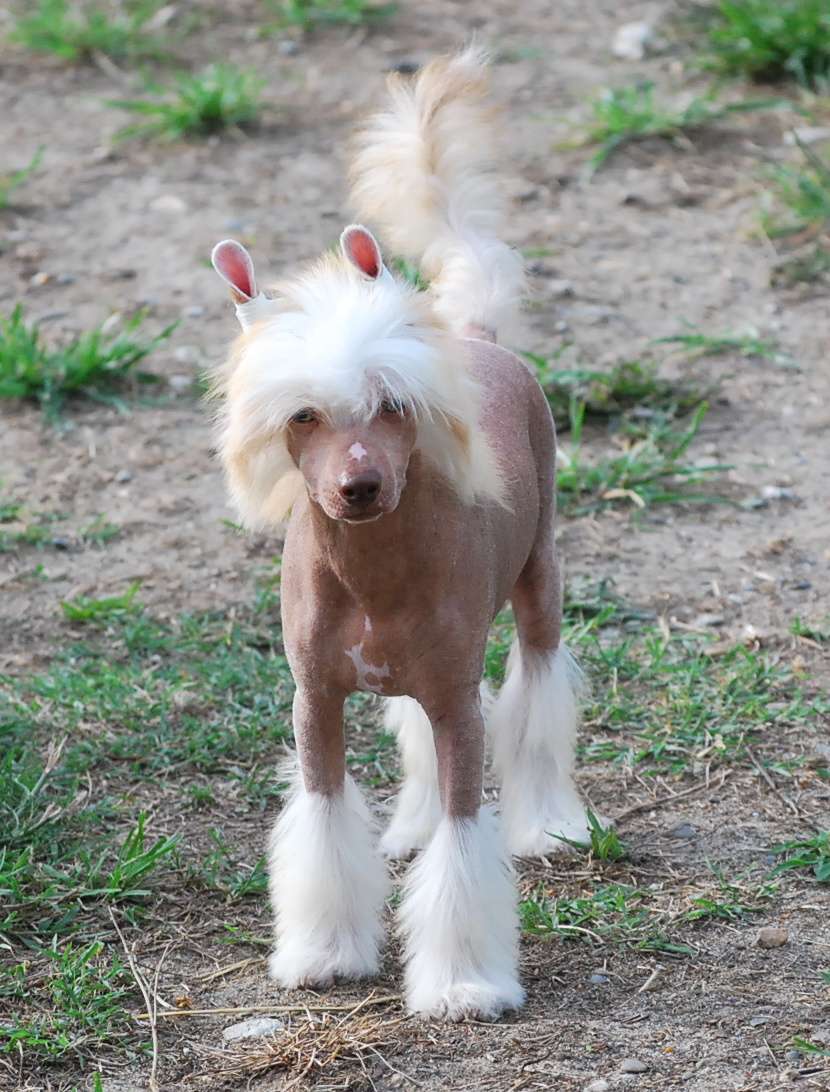 Little Dog Of Dream Nino