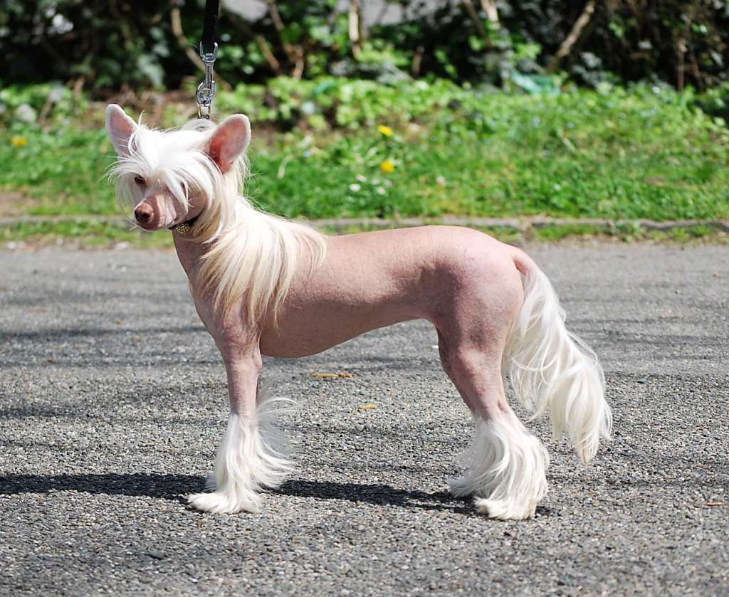 Little Dog Of Dream Nanihi