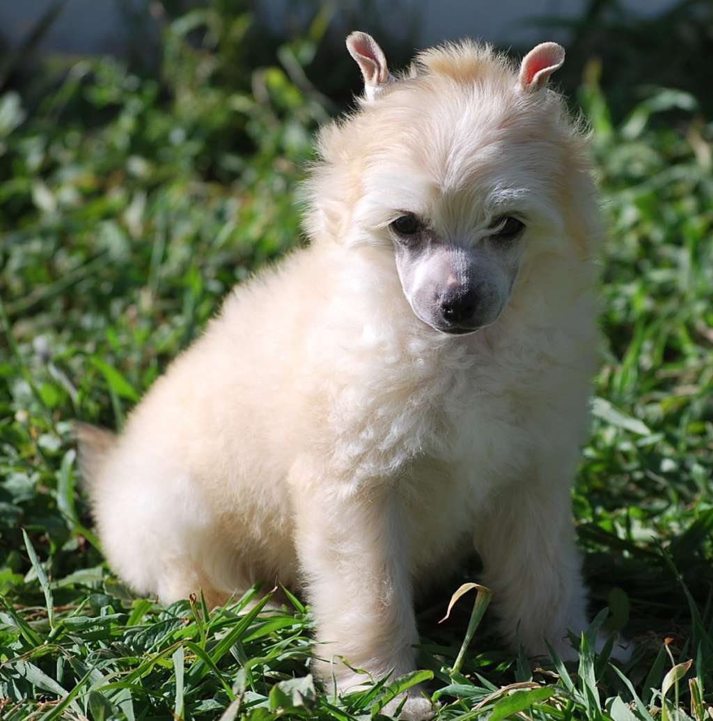 Little Dog Of Dream Nuiova