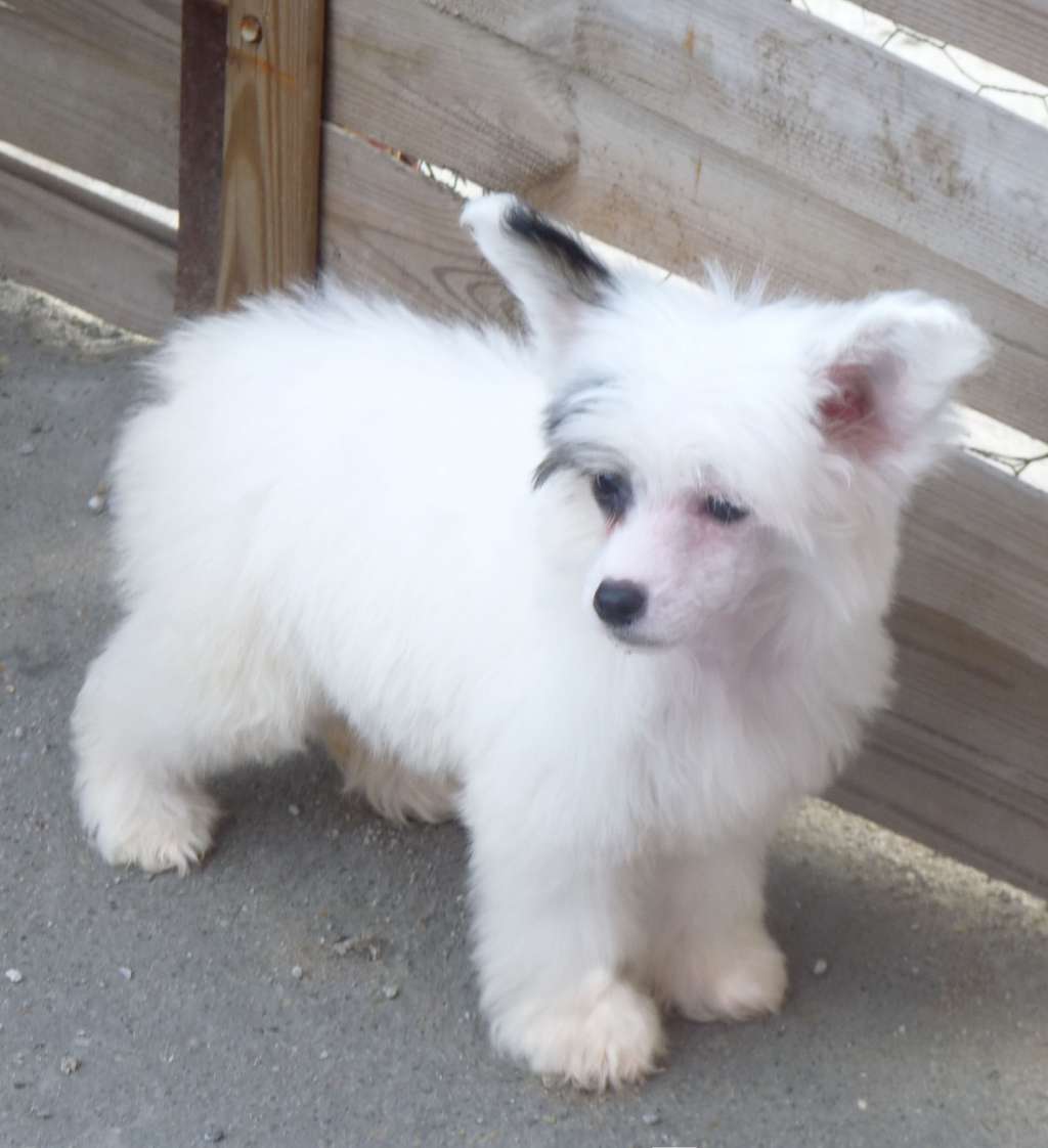 Fundoklia-völgyi Kaszanics Snow