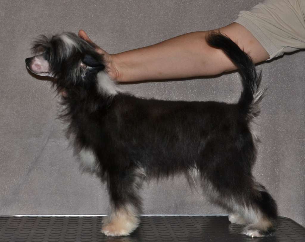 Magic of Success Nicolas