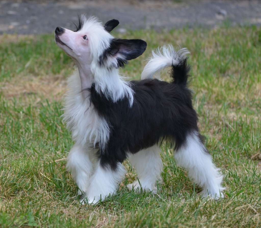 Magic of Success Glorinda