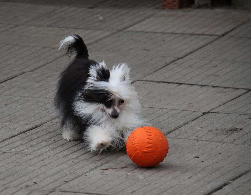 Zheneva-Debjut Martin