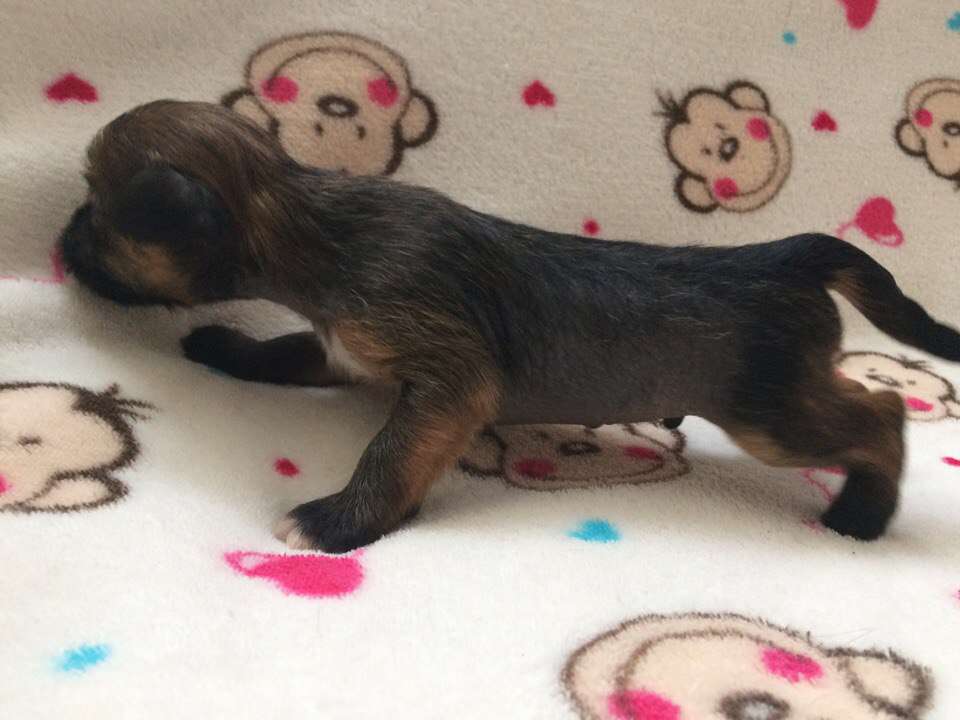 Ognenny Lotos Ametis