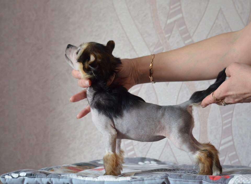 Ognenny Lotos Arabika