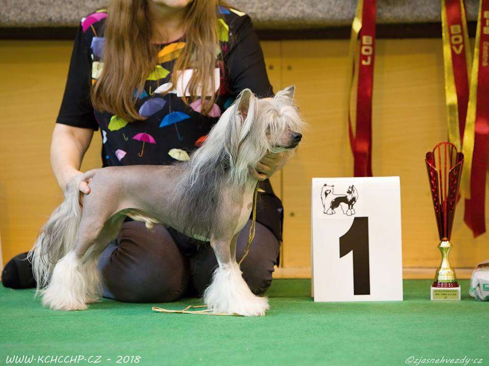 Family Song's Zoomer