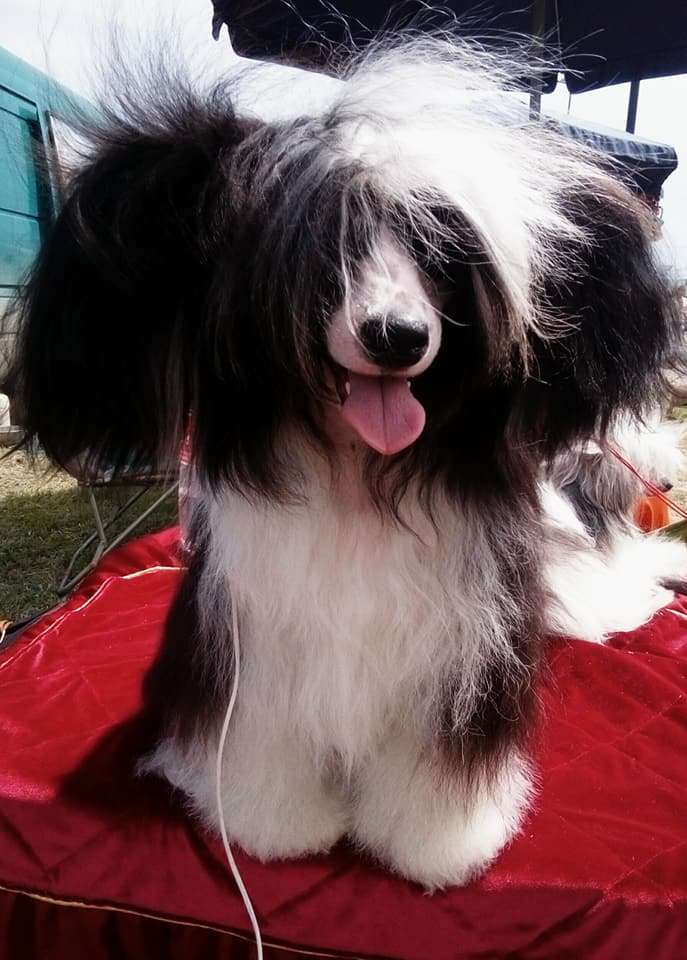 Family Mar'S Midnight Flash Of Stars