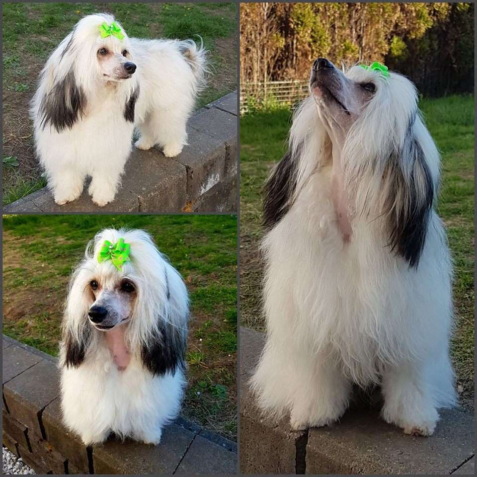 Crested Vixen's Mojito