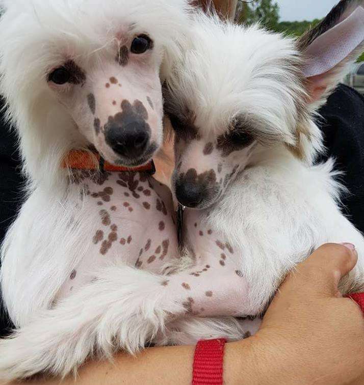 Adrinn Angel's of my first love Afrodite Alexis