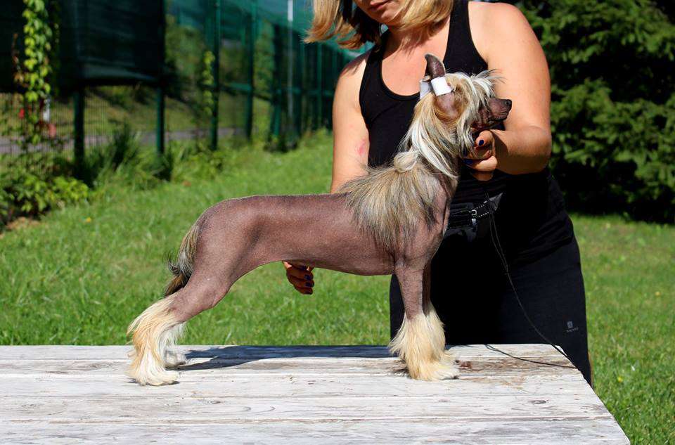 Begonia Nasza- Sfora