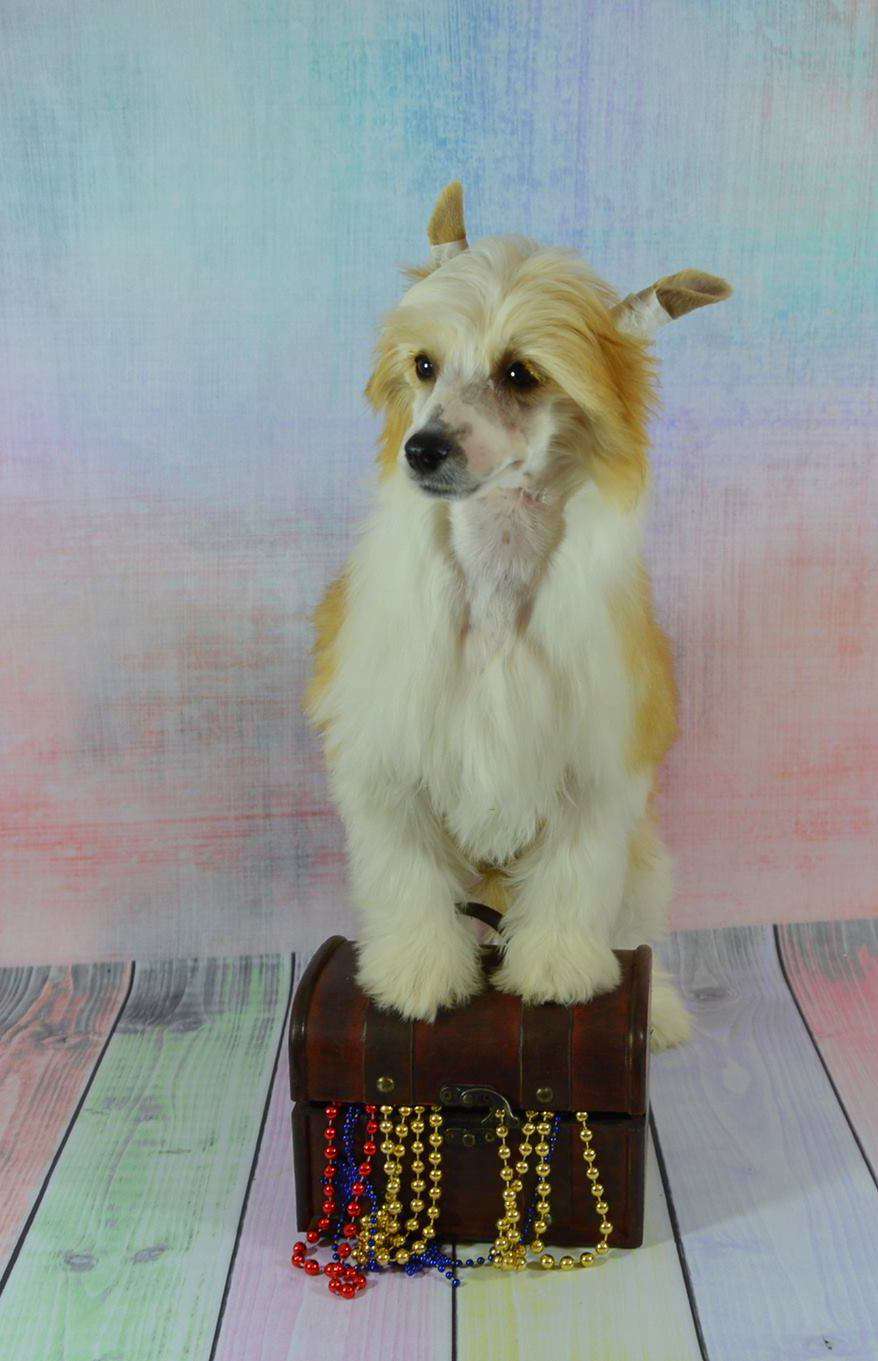 Bursztynek Nasza Sfora