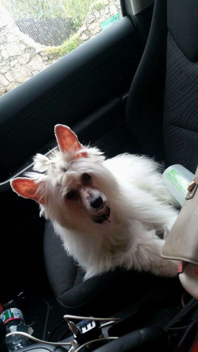 Adrinn Angel's of my first love Apollon Atlanta