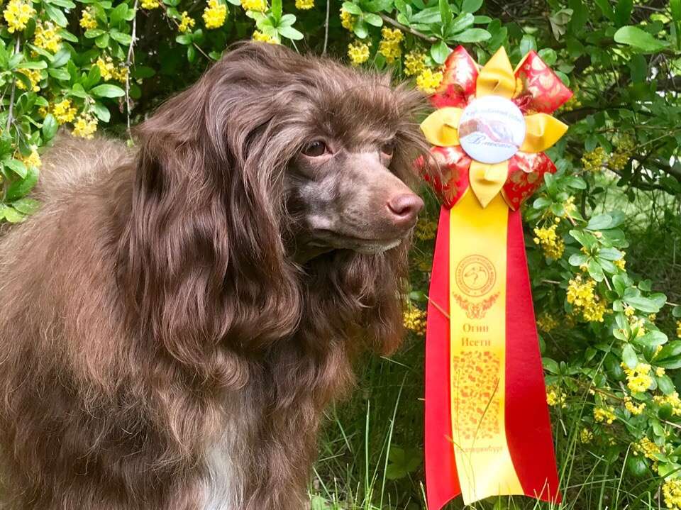 Opus Palmare Image of Glory