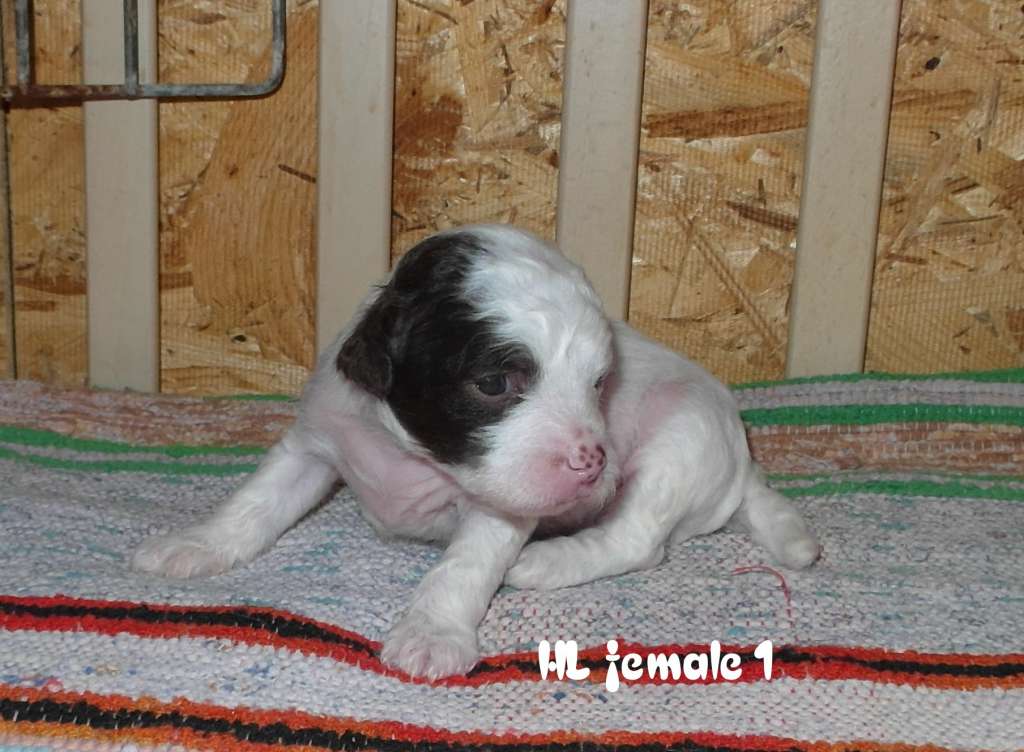 Opus Palmare Capricious magic (Sale)