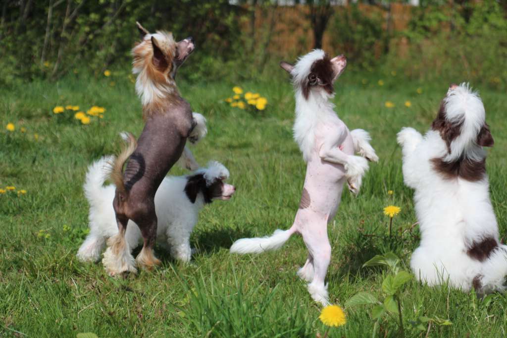 Opus Palmare Candle Flame (Sale)