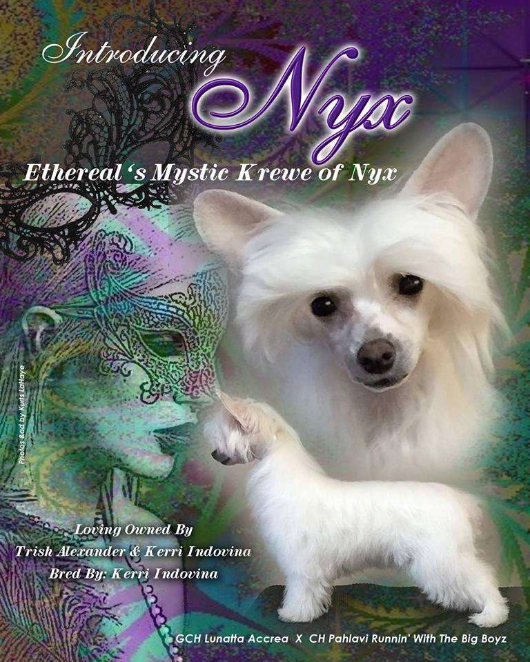 Ethereal's Mystic Krewe of Nyx