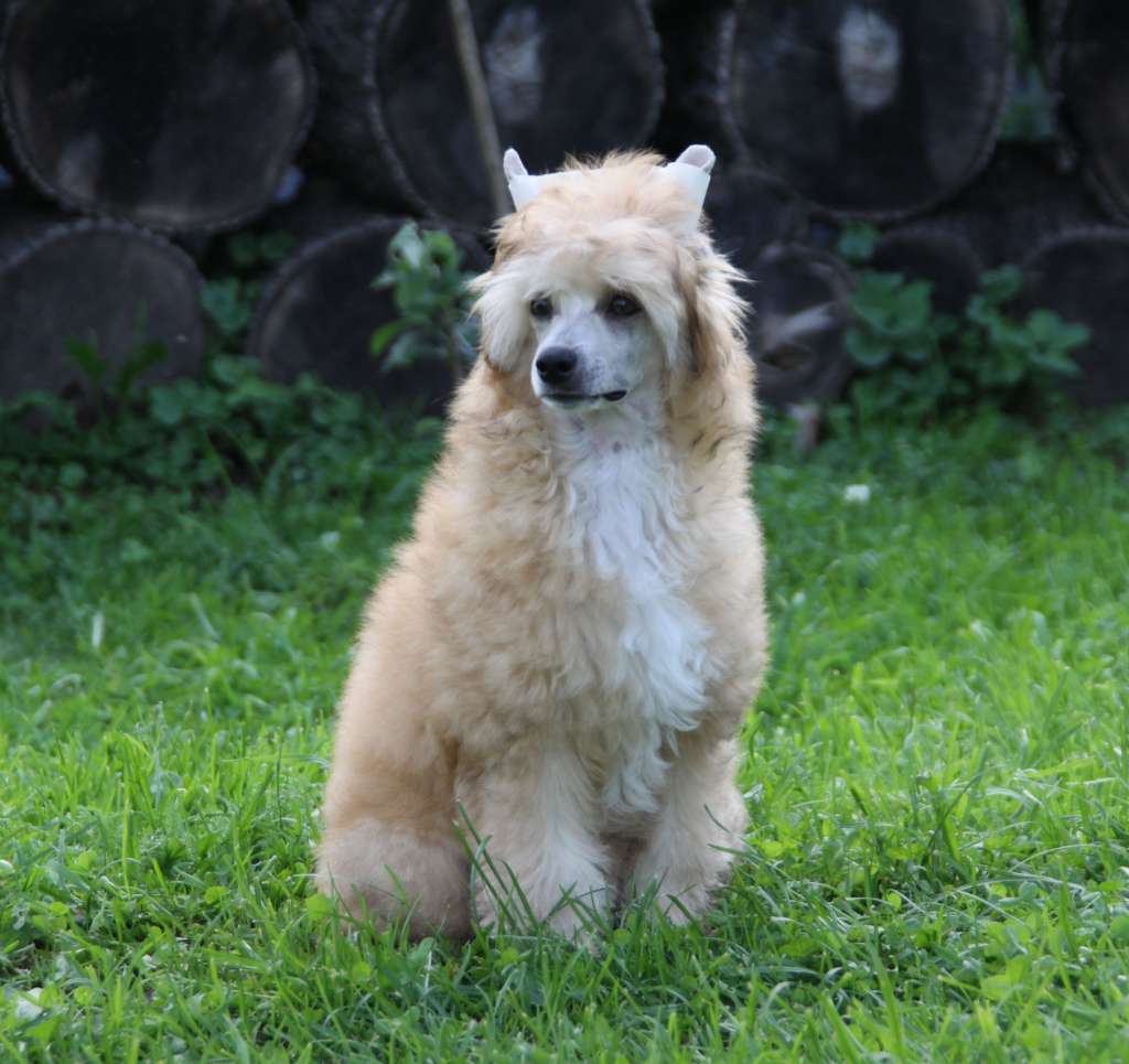 Credo Marini Bringer Of Luck