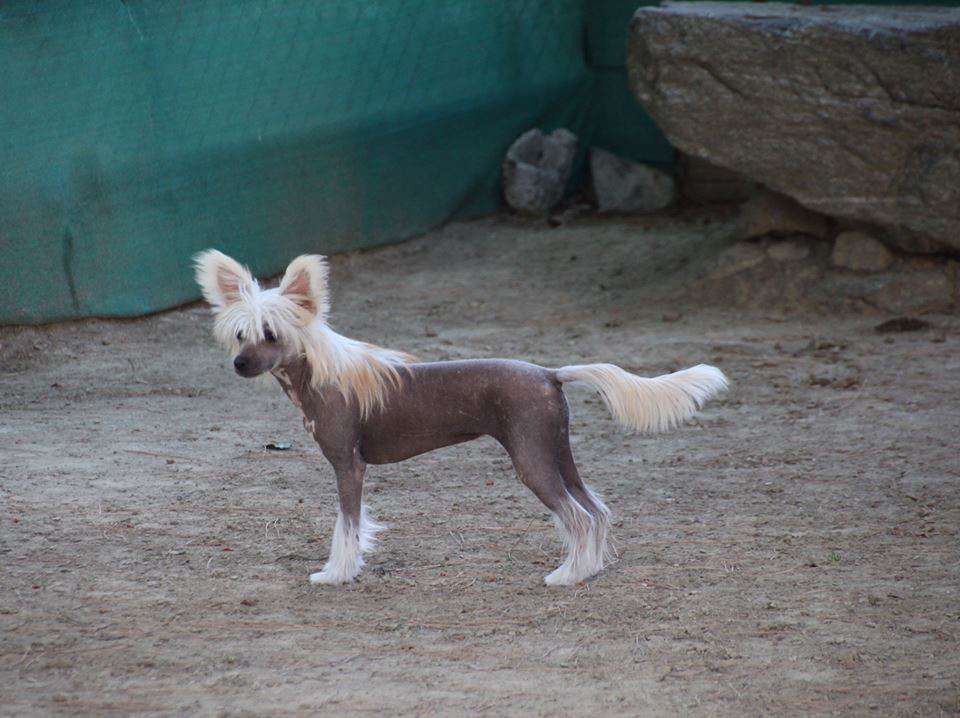 Stardust Rosa Thea Fci