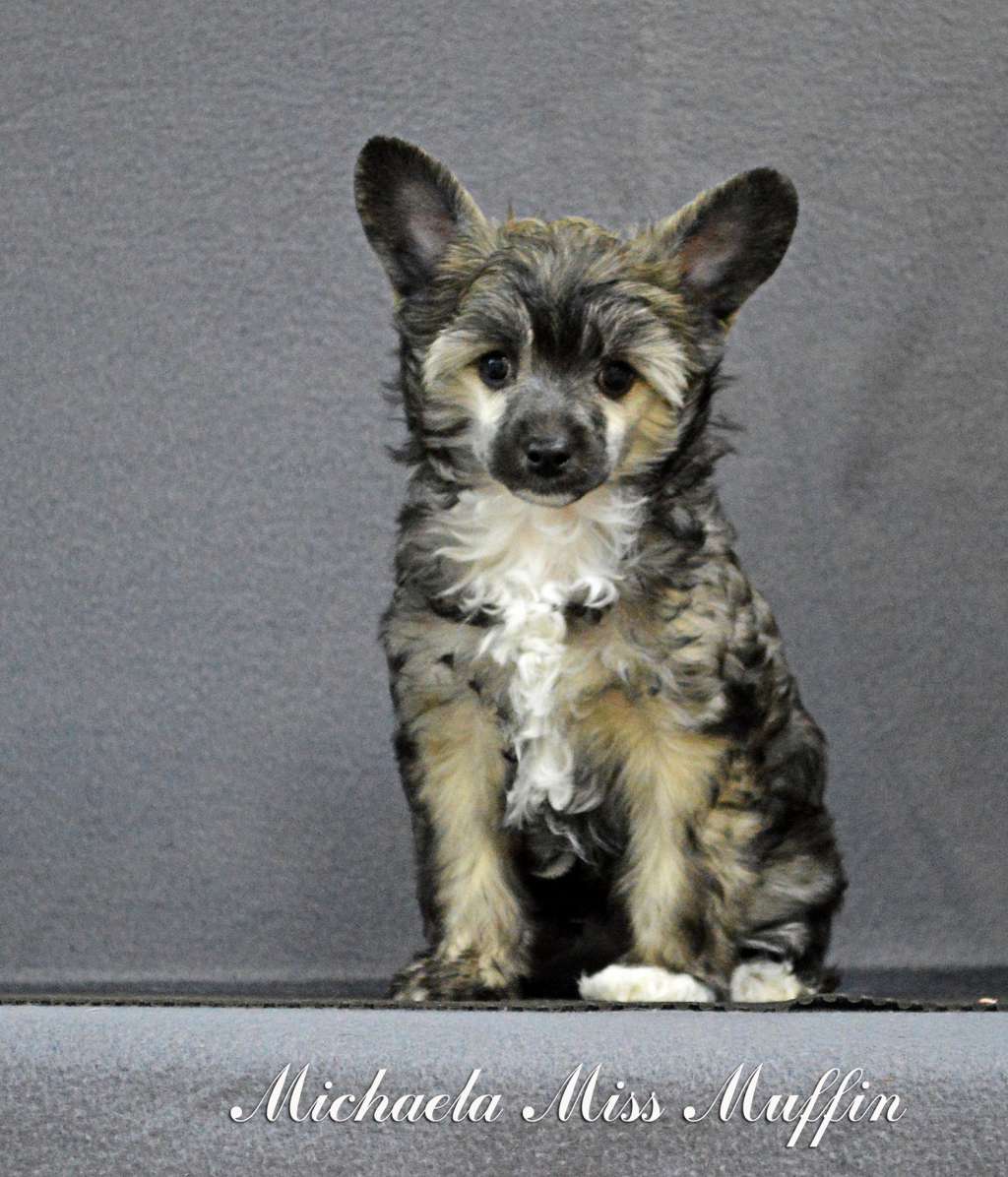 Michaela Miss Muffin