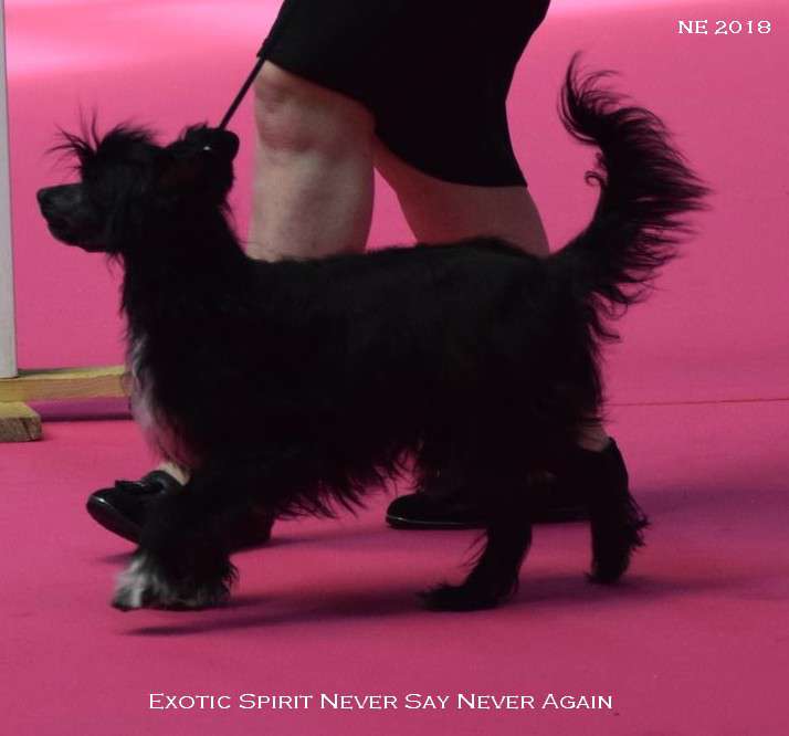 Exotic Spirit Never Say Never Again