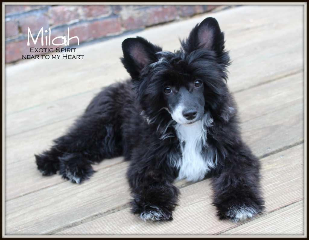 Exotic Spirit Near to my Heart