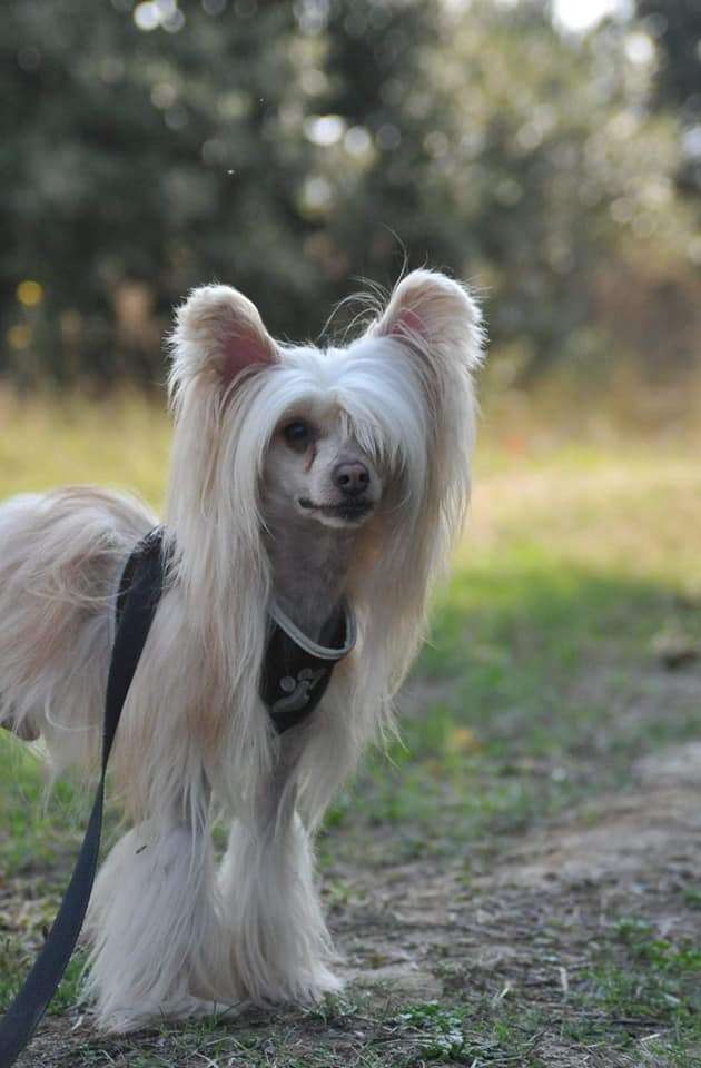 Il était une fois Que sera sera"Kashmir"