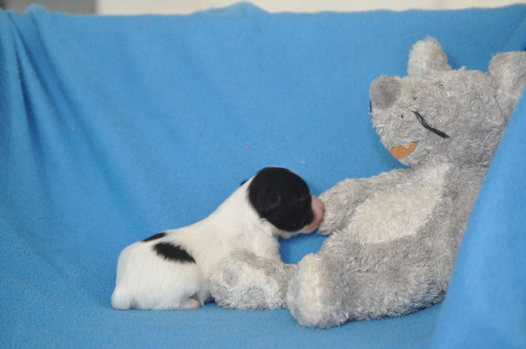 Uriel Du Pré des Trolls