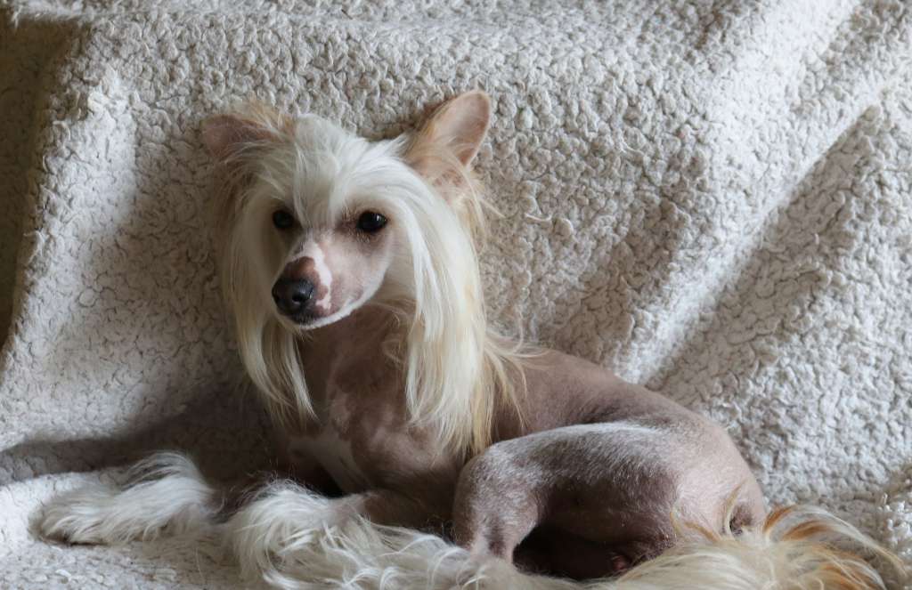 Arletta Aimé Velura