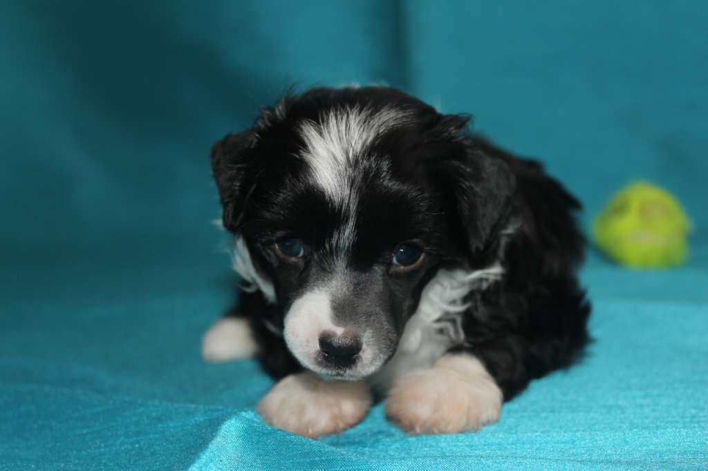 Loving Paws Access to Everything