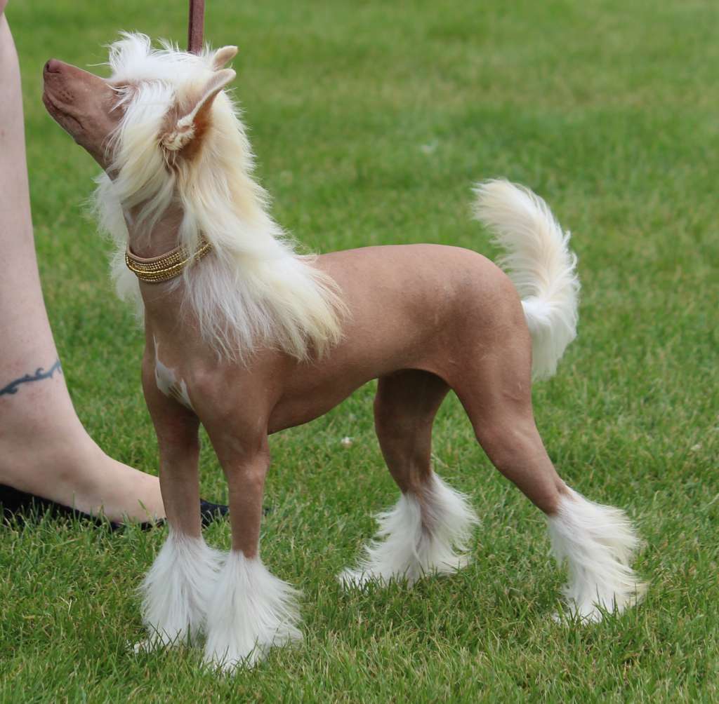 Loving Paws Adorable Miss Bliss