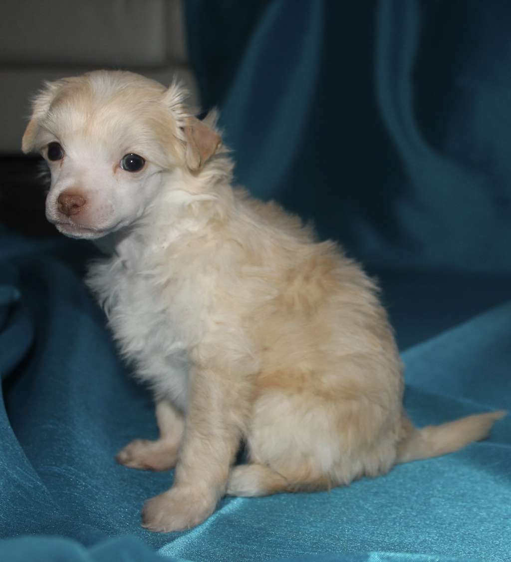 Loving Paws Amazing Aerosmith