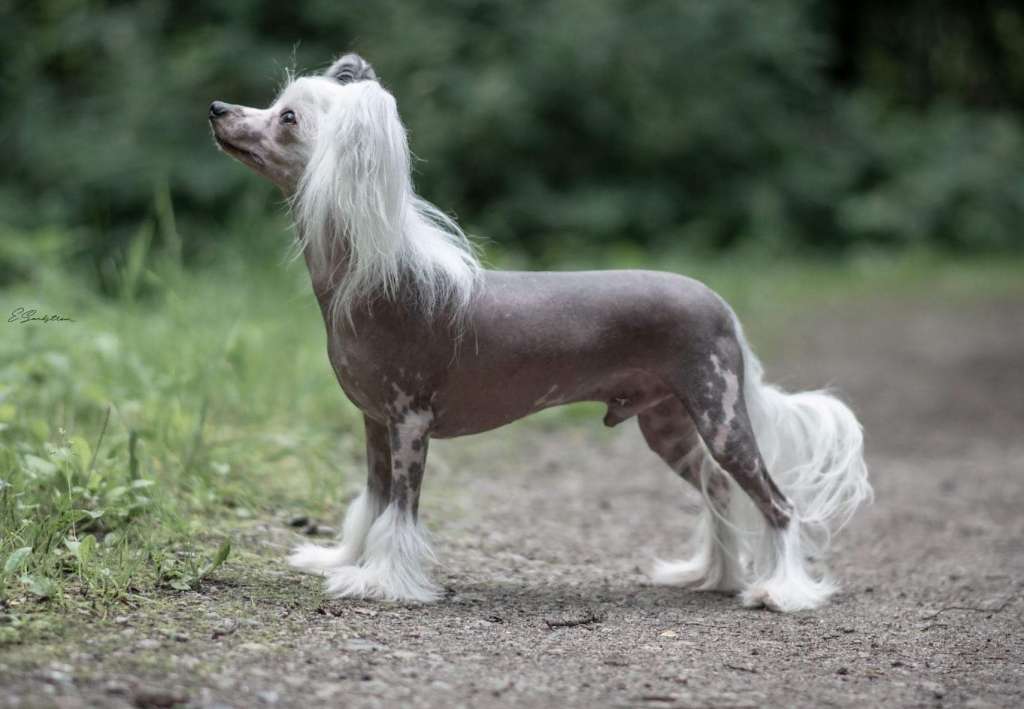 Ensidias First Born Unicorn