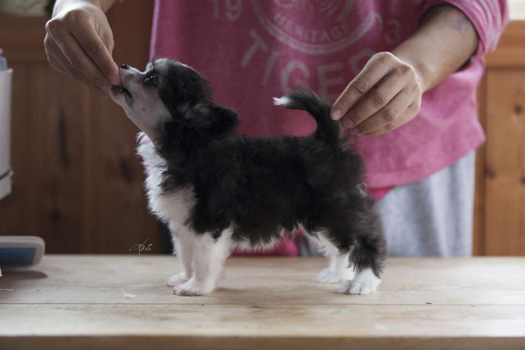 Ensidias Hear The Spheres